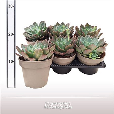 Echeveria Blue Prince