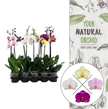 Phal 1st Mix 6+ (stolk Flora)