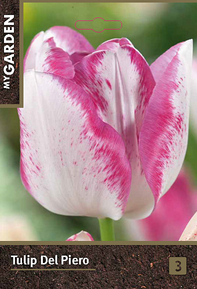 Тюльпан триумф Дель Пьеро