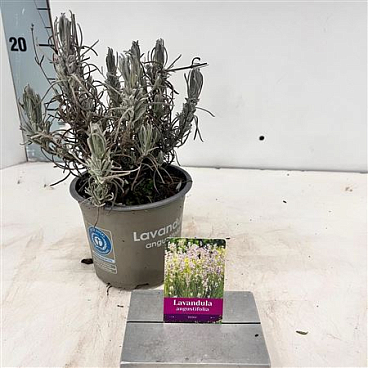 Lavandula Angustifolia Rosea