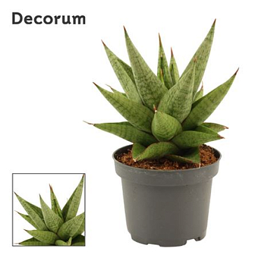 Sansevieria Snow Lotus