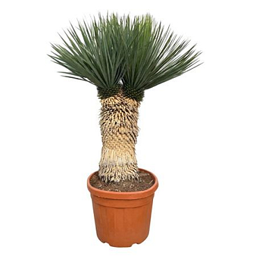 Yucca Rostrata Multihead