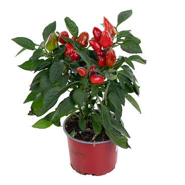 Капсикум Самба микс