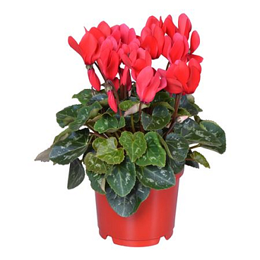 Cyclamen Super Allure Red Ton Sur Ton