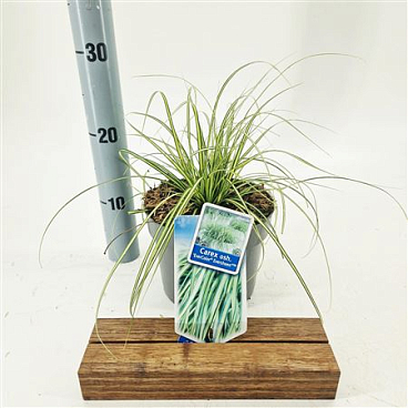 Carex Oshimensis Eversheen