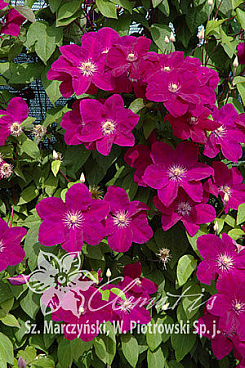 Клематис гибридный Рудж Кардинал