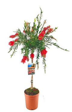 Callistemon Masotti