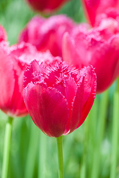 Тюльпан бахромчатый Бургунди Лейс