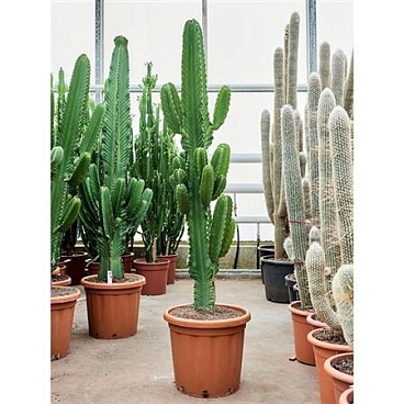 Euphorbia Erytrea Branched