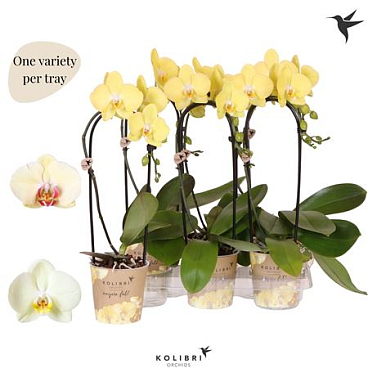 Phal 1st Casc Orange Mut (ok)