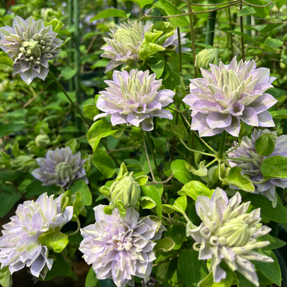 Клематис гибридный Руриокоши