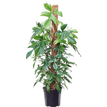 Philodendron Minii
