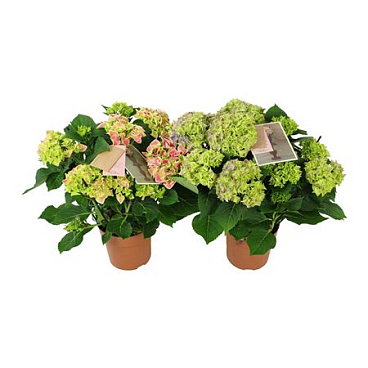 Hydrangea Ma Bicolor Mix 9+