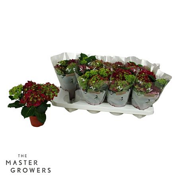 Hydrangea Ma Red 3+