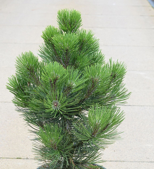 Сосна белокорая Малинки