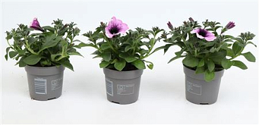 Petunia Famous Lavender Blush