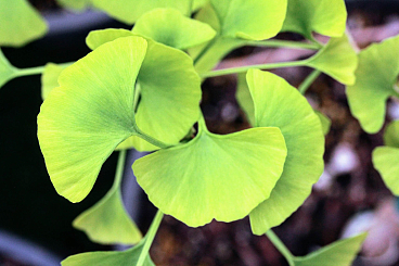 Гинко двулопастный Бейджин Голд штамб