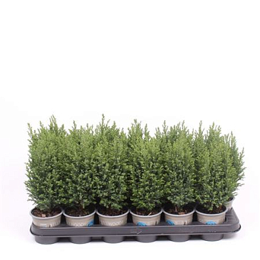 Chamaecyparis Lawsoniana Ellwoodii