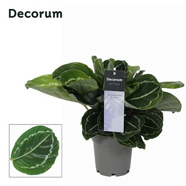 Calathea Grimson Green (decorum)