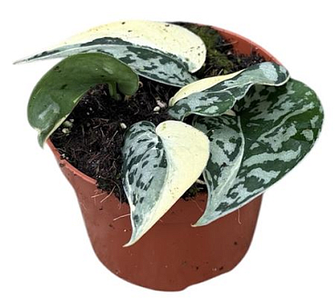 Scindapsus Mayari Variegata