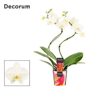 Phal Hurricane 2st Tropic Snowball 14+ (decorum)