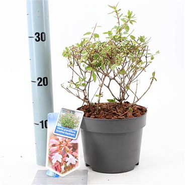 Abelia Grandiflora Sunshine Daydream