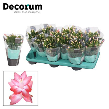 Schlumbergera Pink In Sleeve (decorum)
