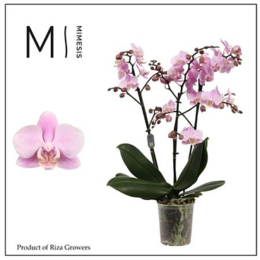 Phal 3st Beaution 30+ (mimesis)
