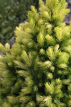 Ель канадская Дабл Селебрейшн