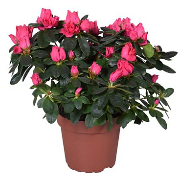 Azalea Vogel Nordlicht Red