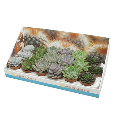 Echeveria Mix Showbox
