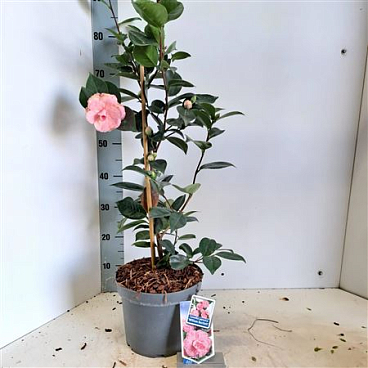 Camellia Jap William Bartlett