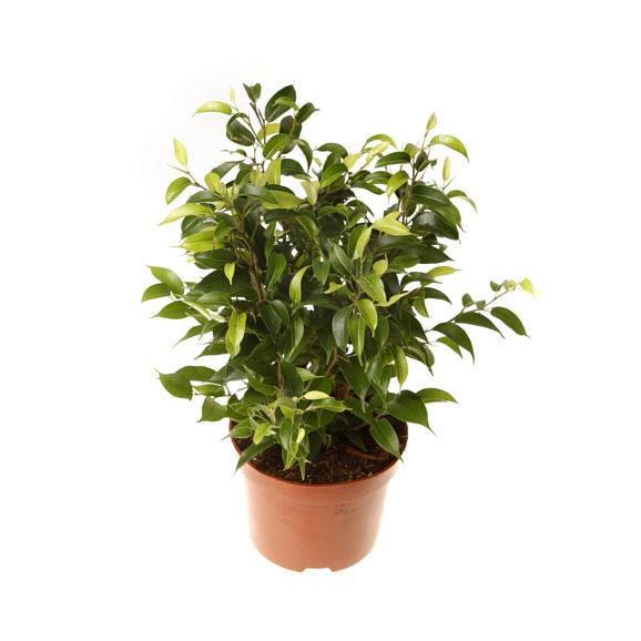 Фикус бенжамина Наташа | Оптовая цветочная компания «Флора Групп» Фикус бенжамина Наташа