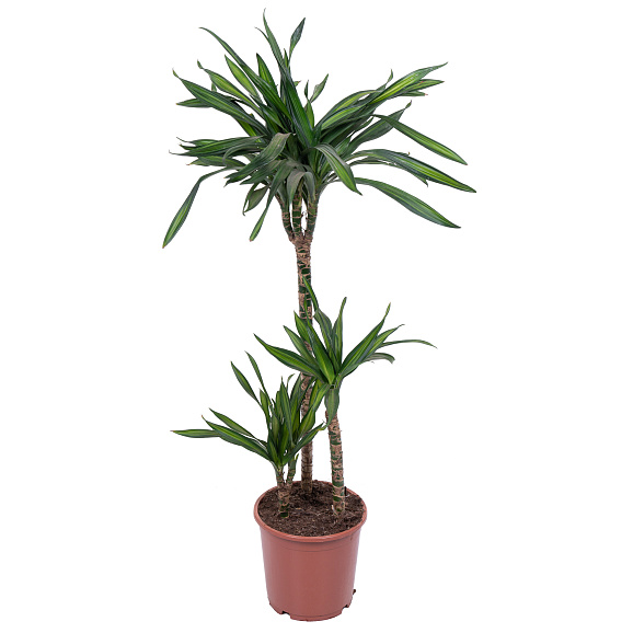 Драцена фрагранс Рики 3 ст