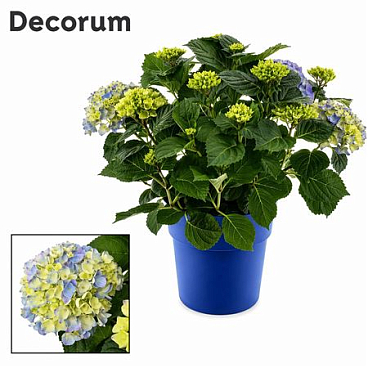 Hydrangea Bol Blue 10+ Ton Sur Ton