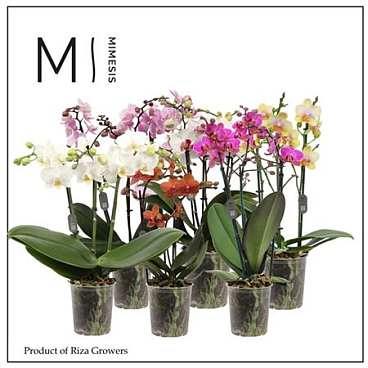 Phal 3st Multi Mix 30+ (mimesis)