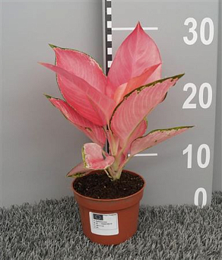 Aglaonema Flamingo