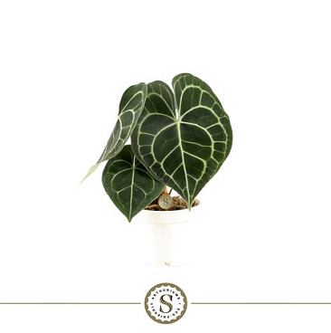 Anthurium Clarinervium