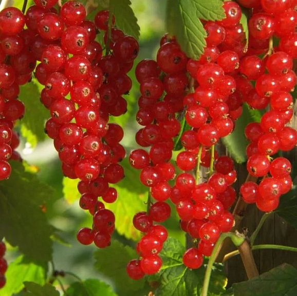 Смородина красная Памятная в тубе