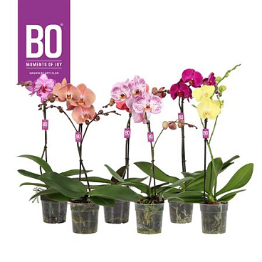 Phal 1st Toshi A2 (opti)