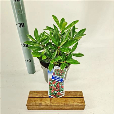Skimmia Jap Rubesta