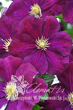 Клематис фиолетовый Славянка