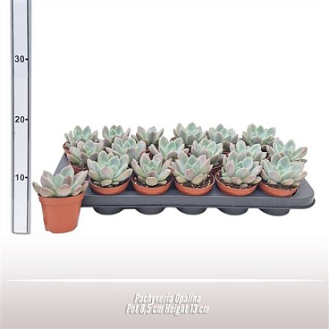 Pachyveria Opalina