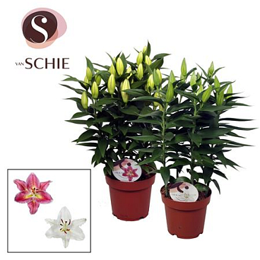 Lilium Or Compact Mix 5pp