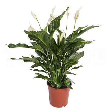 Спатифиллум Свит Сильвана