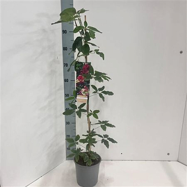 Akebia Quinata On Stick
