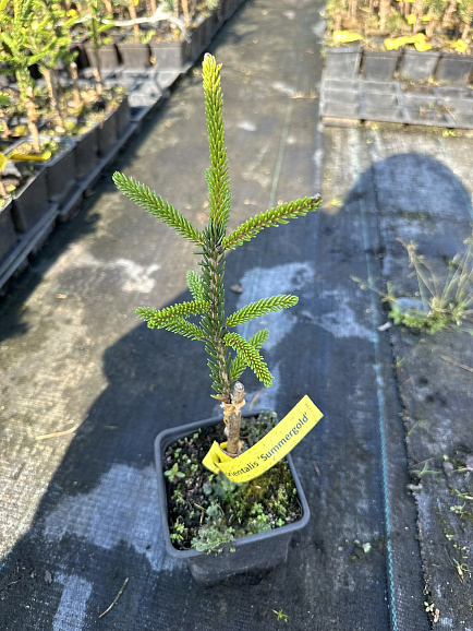 Ель восточная Саммерголд