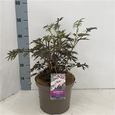 Sambucus Nigra Black Lace