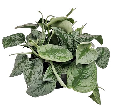 Scindapsus Pictus Trebie Bush