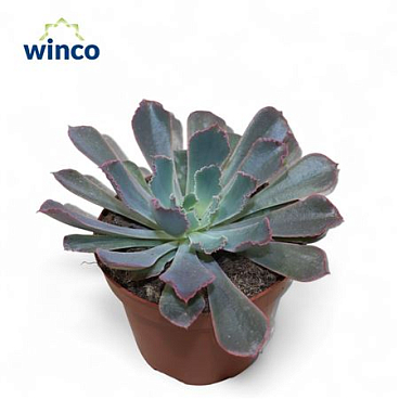 Echeveria Neonbreaker.